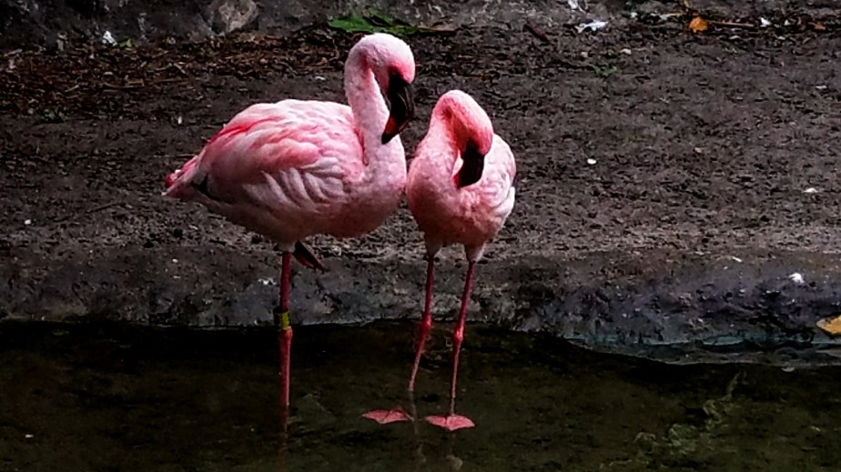 Flamingo
